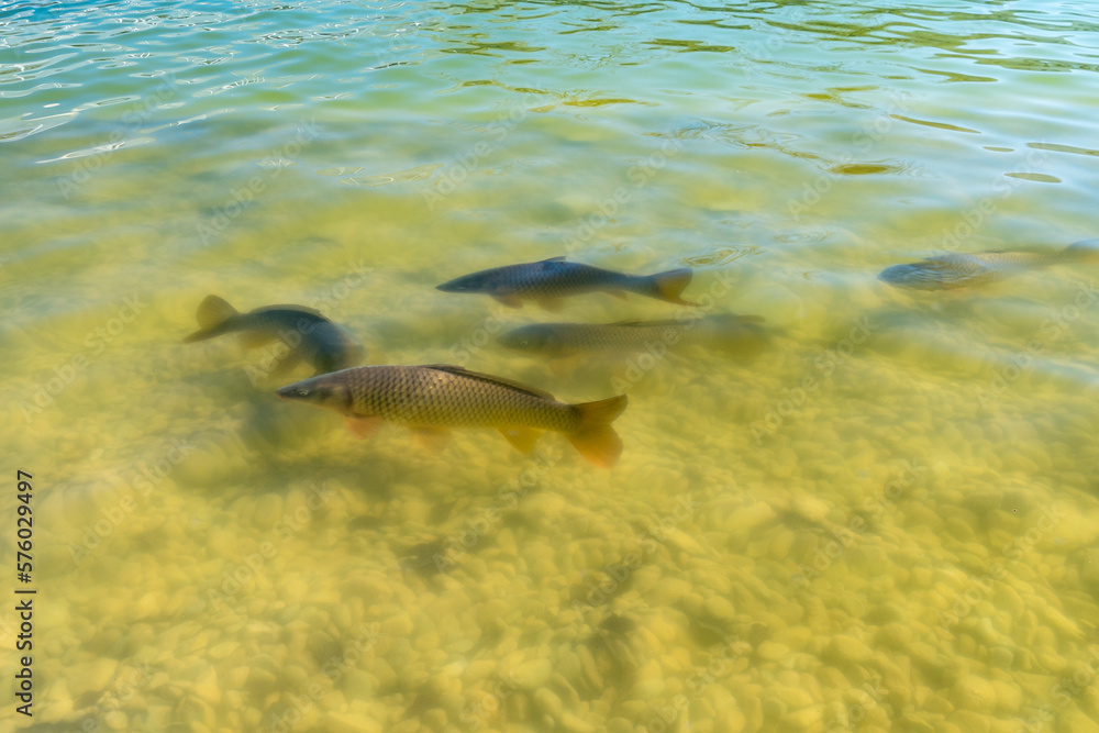 Obraz premium Carp in a pond in sunshine