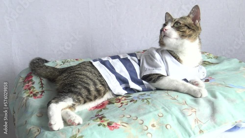 Cute Tabby Cat with White Paws and a Pink Nose