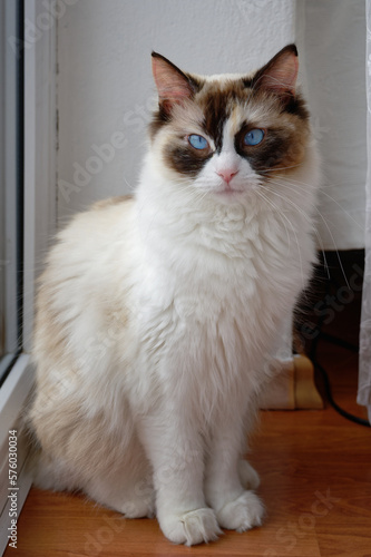 portrait of Ragdoll cat