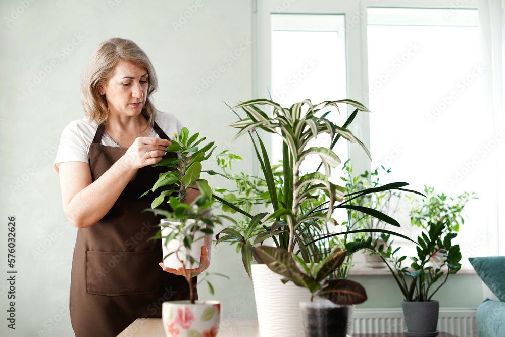 Indoor potted fresh plants on the table in the sunlight from window. Mature woman cares for plants.