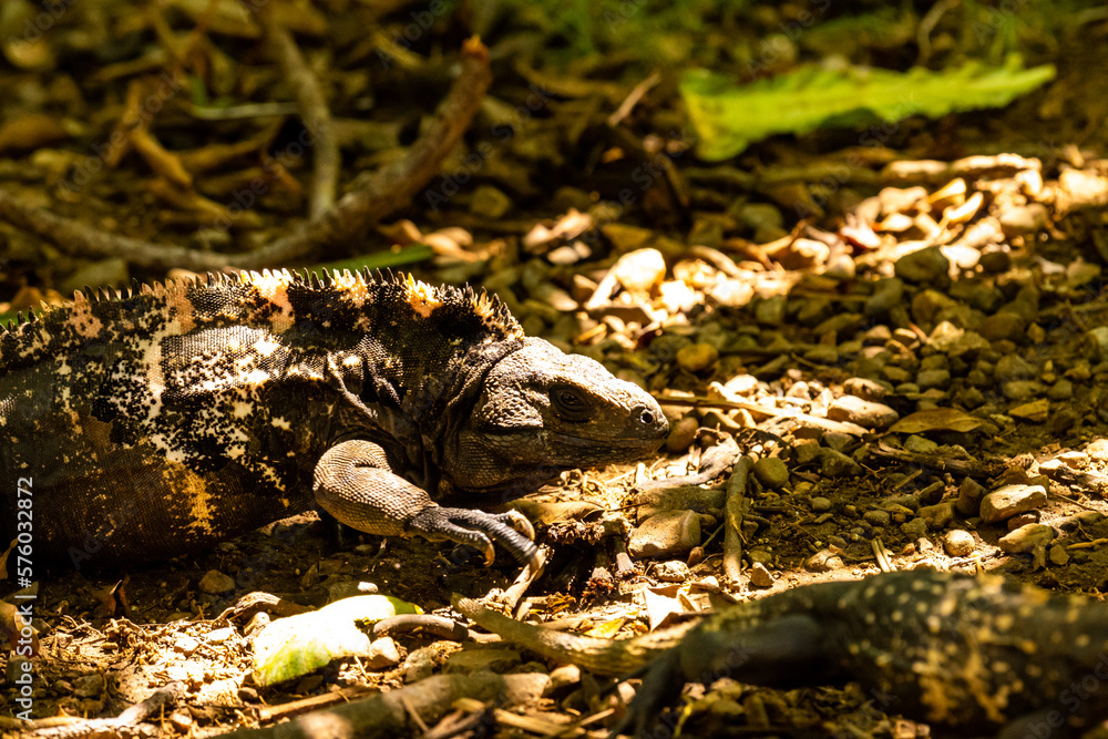 Obraz premium Honduras Karibik