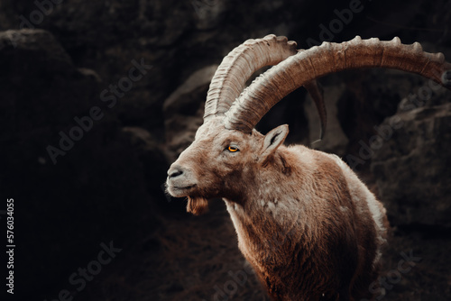 Steinbock