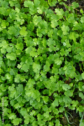 closeup the bunch ripe green coriander plants with leaves growing in the farm soft focus natural green brown background.