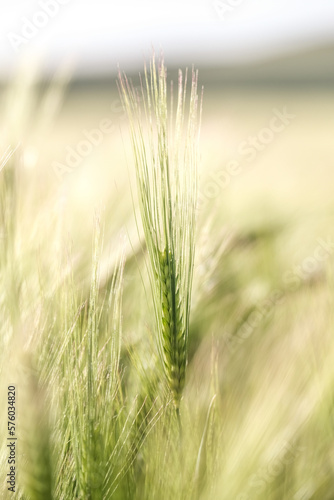 A single ear of wheat surrounded by other crop