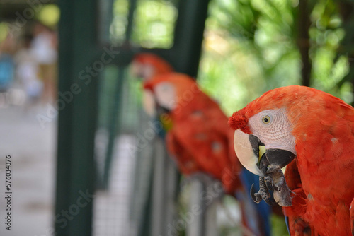 macaw in a natural refuge