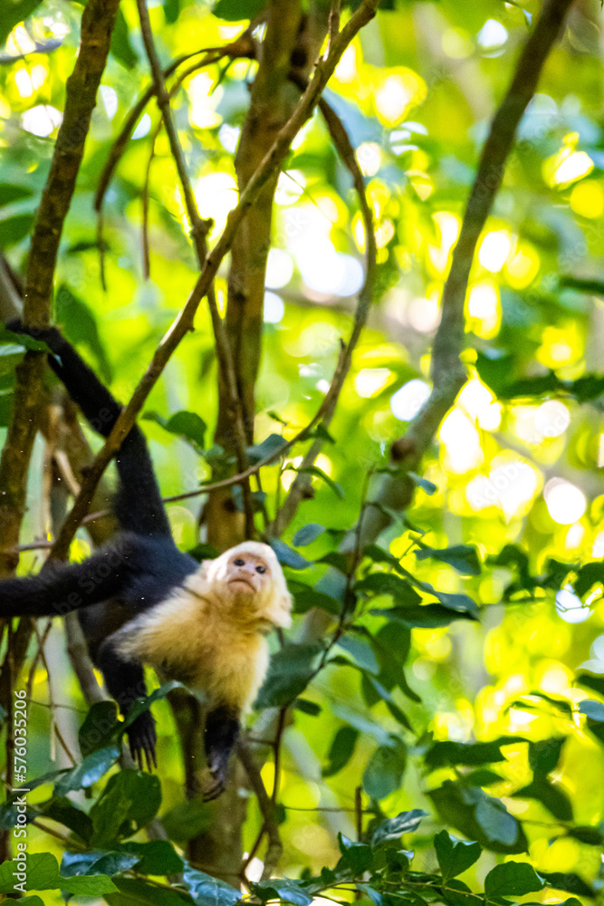 Honduras Karibik Honduras Karibik