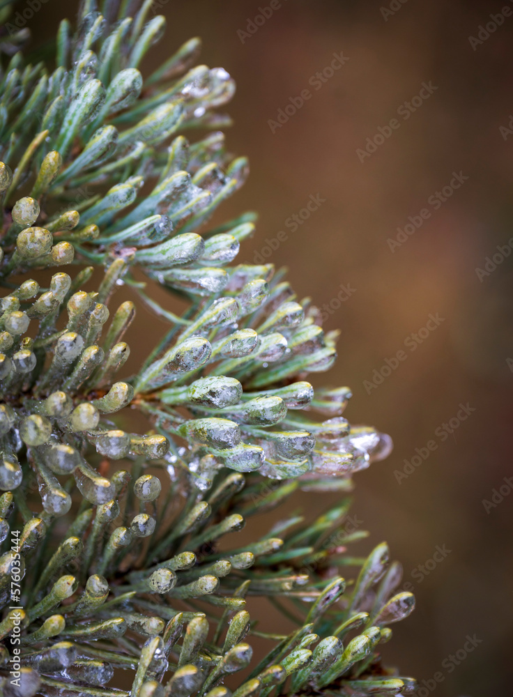 close up of a needles close up of a needles