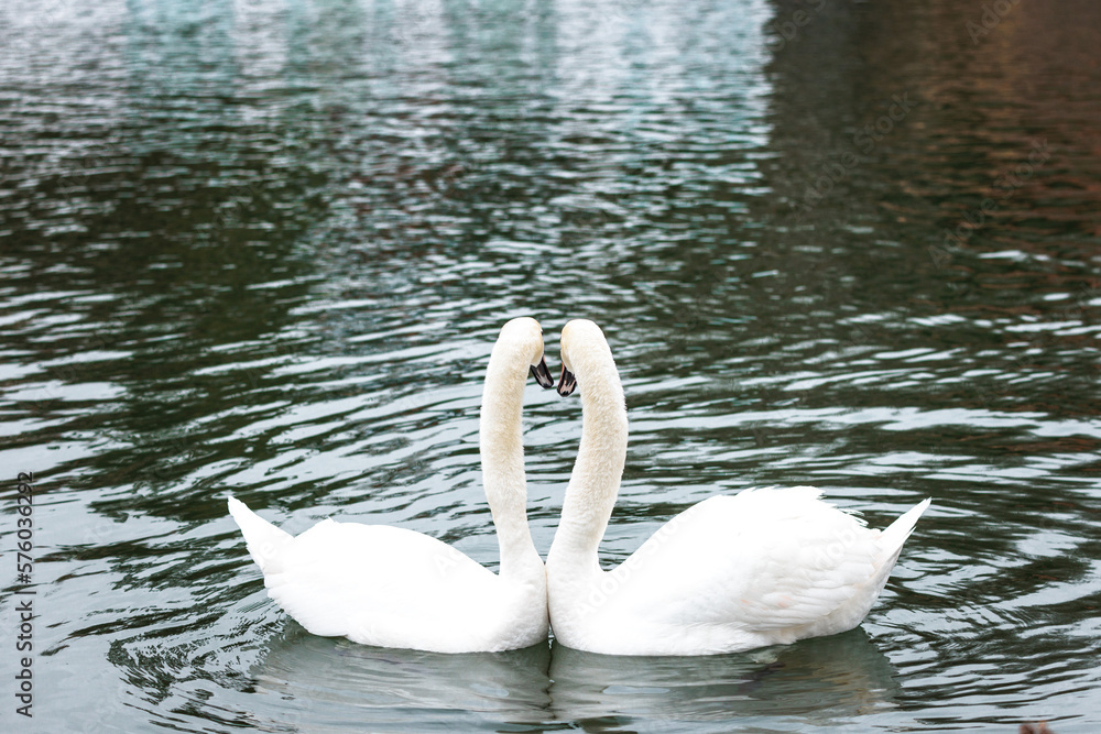 Fototapeta premium two swans in winter river, Romantic love