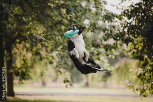 Black and white border collie catching a blue frisbee disc
