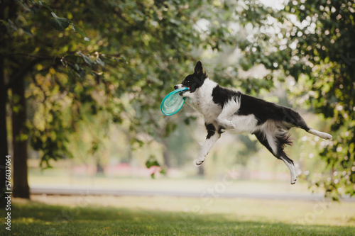Black and white border collie catching a blue frisbee disc