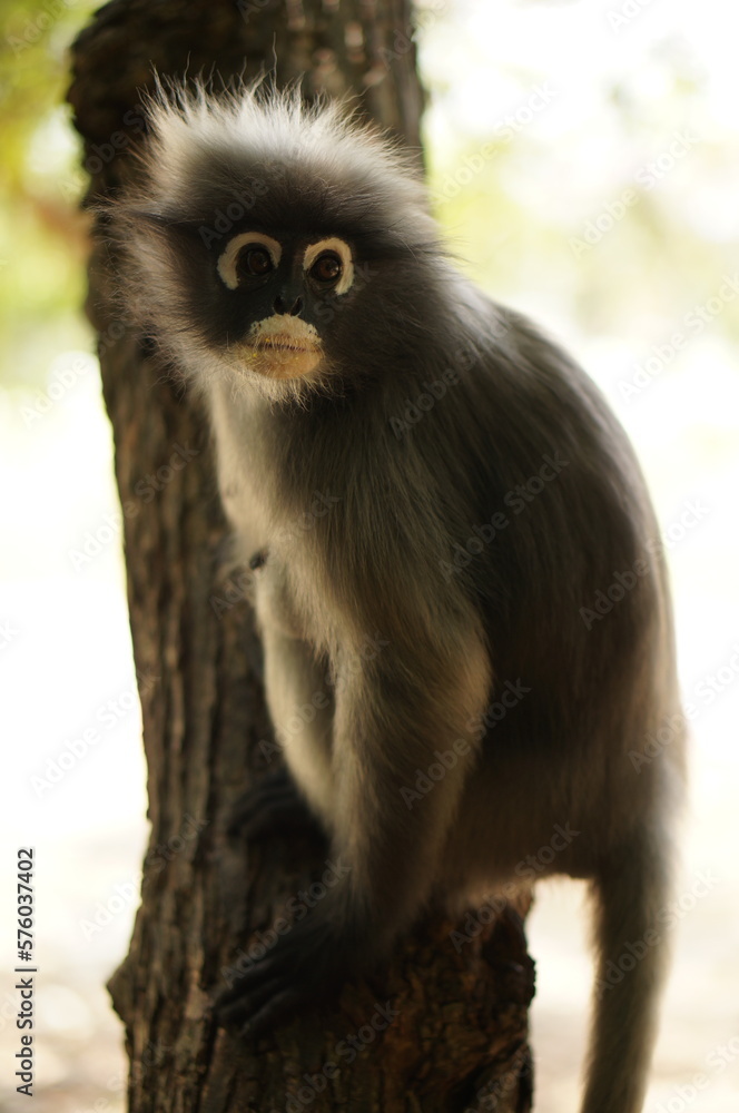 Dusky Leaf Monkey in the forest of Thailand.