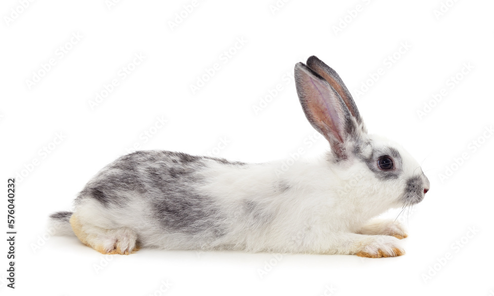 Obraz premium Gray rabbit is lying.