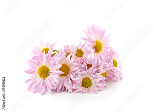 Beautiful pink chrysanthemums.