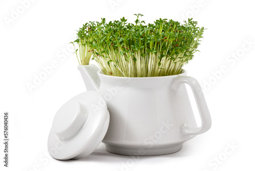 fresh watercress growing from an teapot