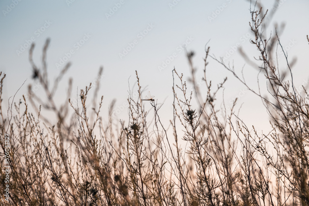 Obraz premium Plants against the sky. Grass taken from a low level near the ground