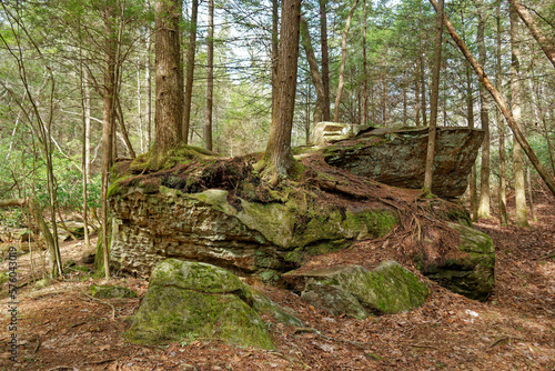 Trees growing on top of boulders