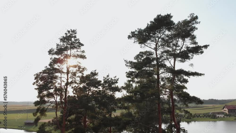 Rays of evening sun breaks through crowns of pine trees in flat area near pond, aerial view. Panorama of pine from top of crown to trunk.