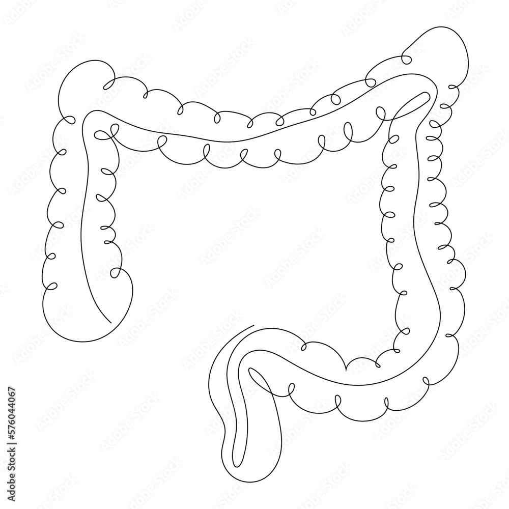 Large Intestine In One Line Style Internal Human Digestive Organ large-intestine-in-one-line-style-internal-human-digestive-organ