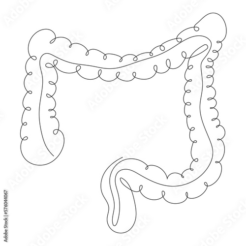 Large intestine in one line style, internal human digestive organ.