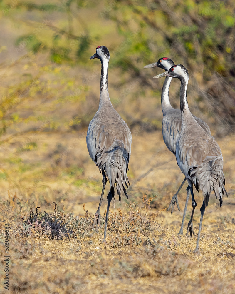 Three common cranes roaming