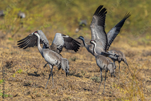 Common cranes taking off