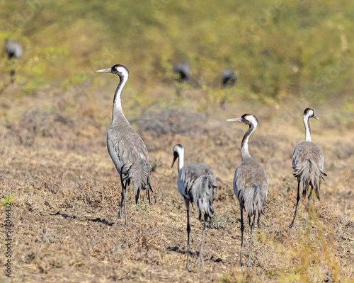 A Common Crane leading its family in Jungle