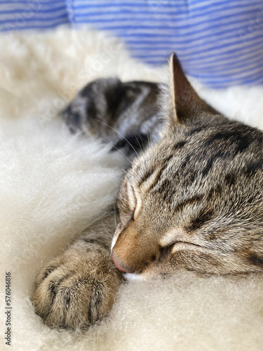 Tabby kitten sleeping on a sheepskin rug