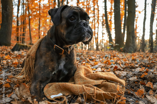 Boxer dog posing in the autumn forest © Lucie