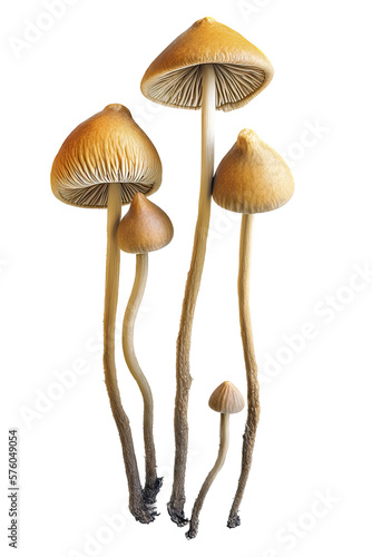 Liberty Cap Psilocybin Mushroom Illustration, Transparent Background, PNG, Generative AI