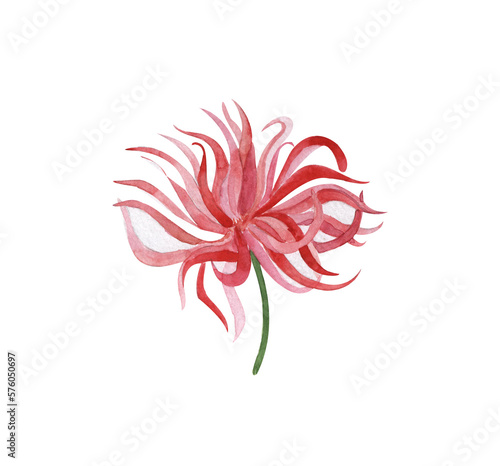  Chinese chrysanthemum, watercolor pink flower isolated on white background, pink aster © Дарья Артемова
