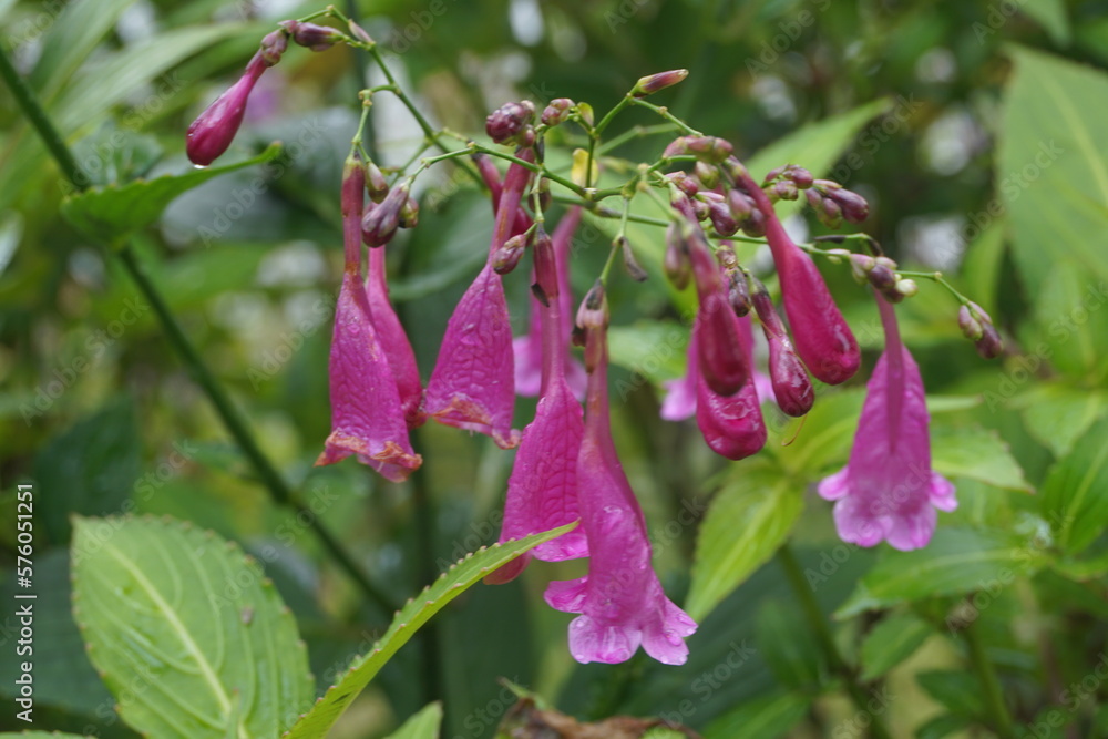 Strobilanthes cusia, also known as Assam indigo or Chinese rain bell Strobilanthes cusia, also known as Assam indigo or Chinese rain bell