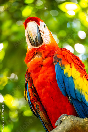 Roatan, Honduras, Karibik, Papagei
