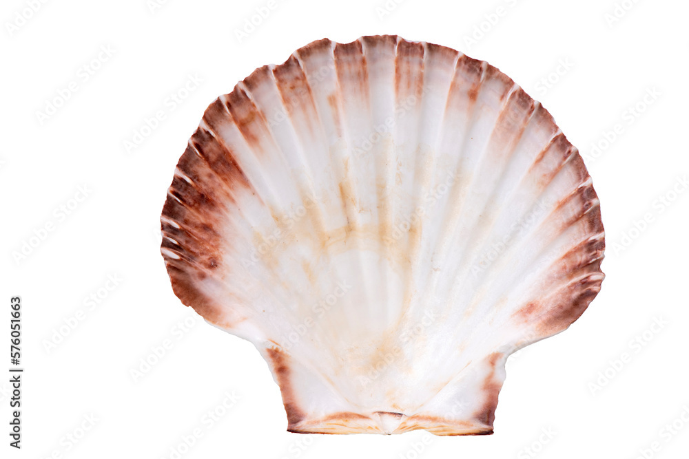 isolated shell of ocean mussel and snail isolated shell of ocean mussel and snail