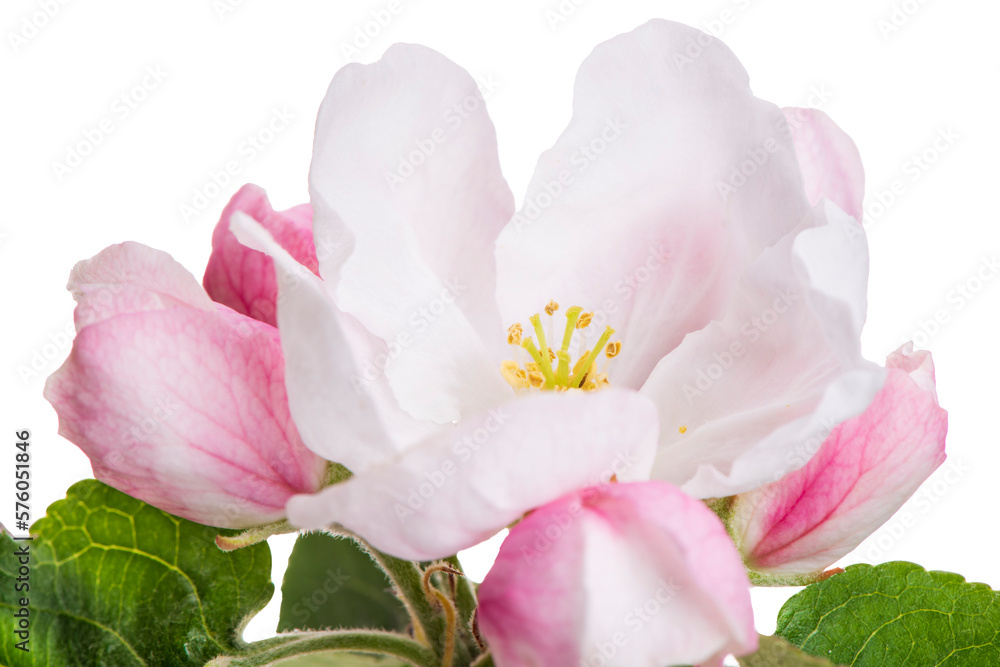 blossom of apple tree isolated