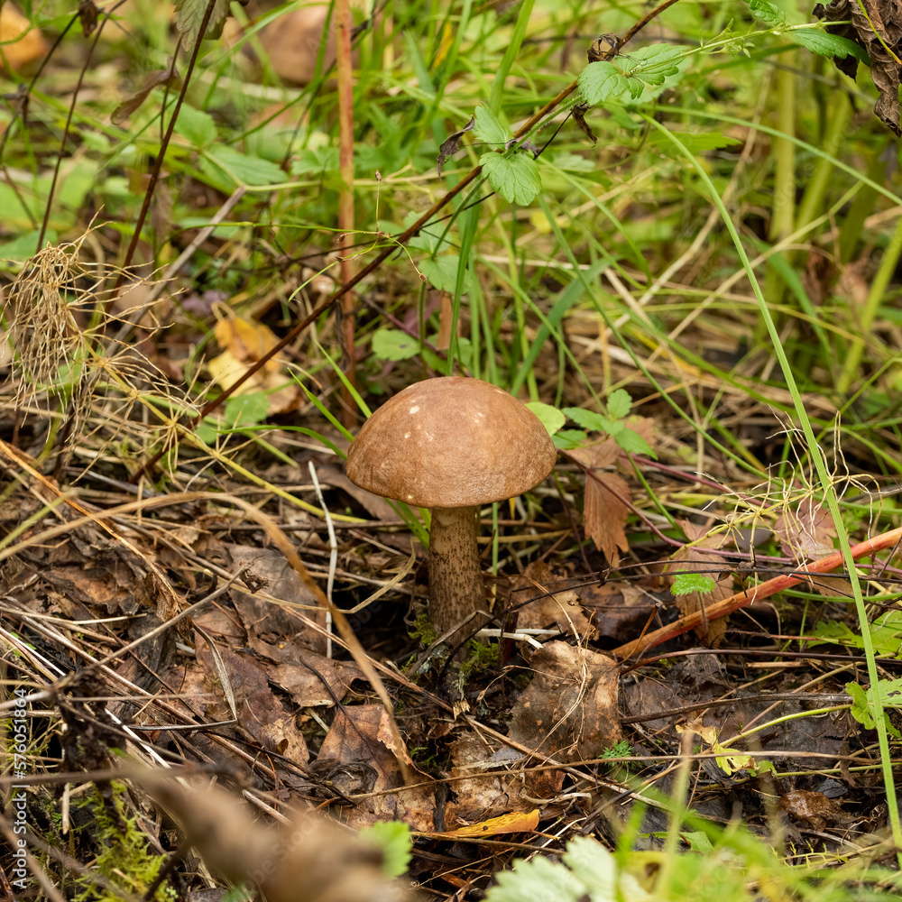 edible mushroom among the foliage in the forest edible mushroom among the foliage in the forest