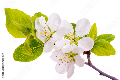 Obraz na płótnie blossom of plum tree isolated