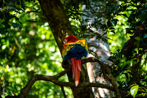 Roatan, Honduras, Karibik, Papagei