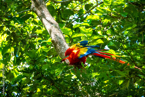 Roatan, Honduras, Karibik, Papagei