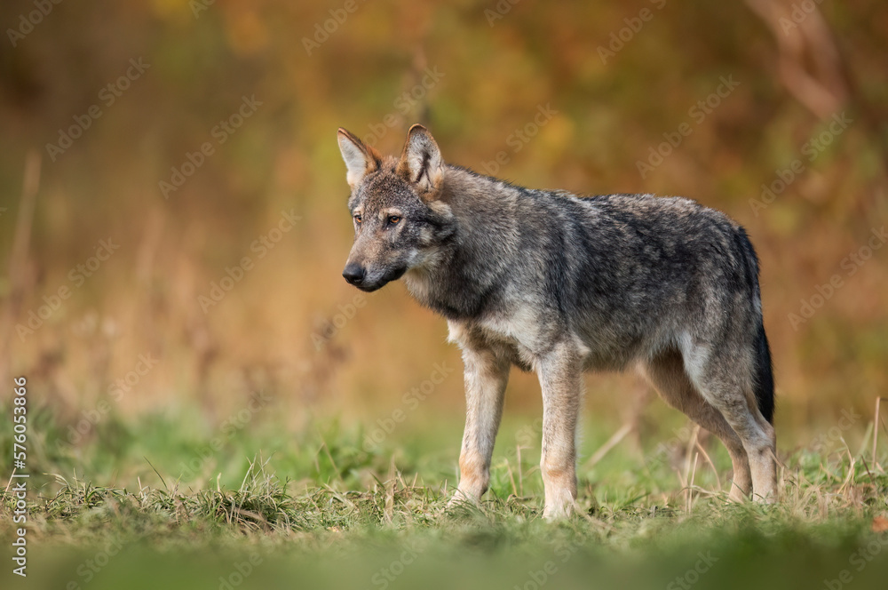 Grey wolf ( Canis lupus ) close up