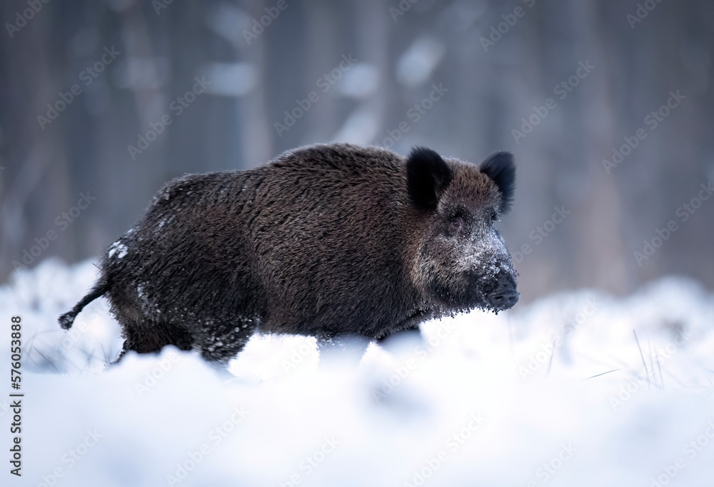 Wild boar in winter scenery ( Sus scrofa ) Wild boar in winter scenery ( Sus scrofa )