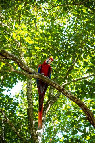 Roatan, Honduras, Karibik, Papagei