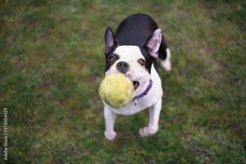 Boston Terrier dog outside on grass, playing and jumping to catch a tennis ball.