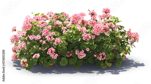 Beautiful blooming geranium with pink blossoms isolated on white background photo