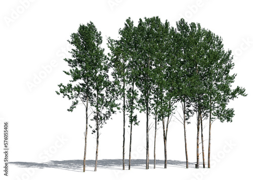 Group of aspen trees from the genus populus isolated on white background