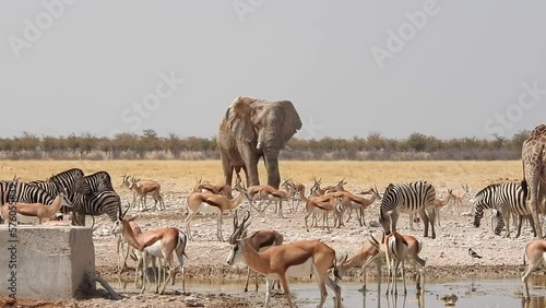 Huge elephant bull comes to a waterhole in Etosha National Park Namibia for a drink and shows who is boss photo