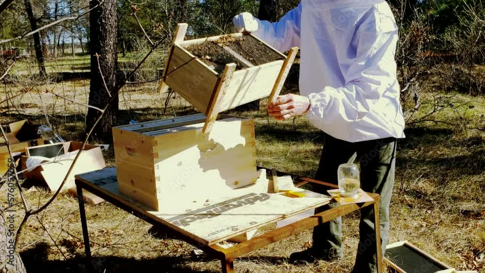 hand held shot of man preparing to transfer queen and honey bees into new bee hive. hand held shot of man preparing to transfer queen and honey bees into new bee hive.