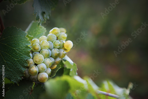 A bunch of grapes in close-up. Bokeh in the background. Photo in the vineyard.Copy space. photo