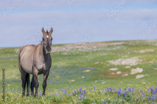 Beautiful Wild Horse in Summer in the Pryor Moutnains Montana © natureguy