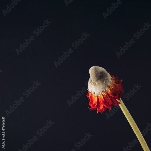Wilted gerbera daisy flower covered with mold on dark background. Minimal concept.