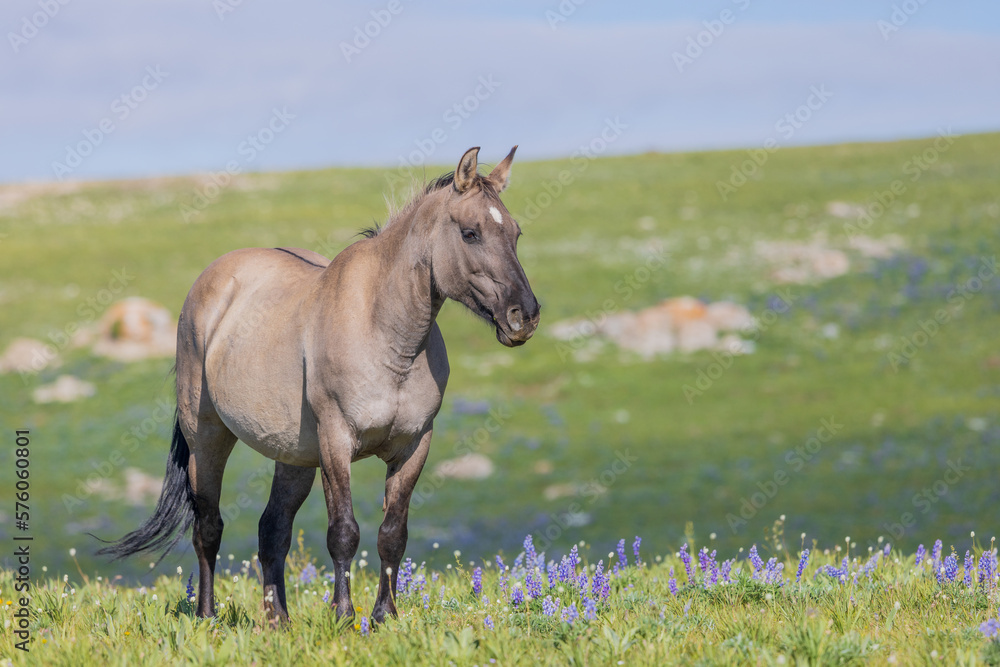 Beautiful Wild Horse in Summer in the Pryor Moutnains Montana